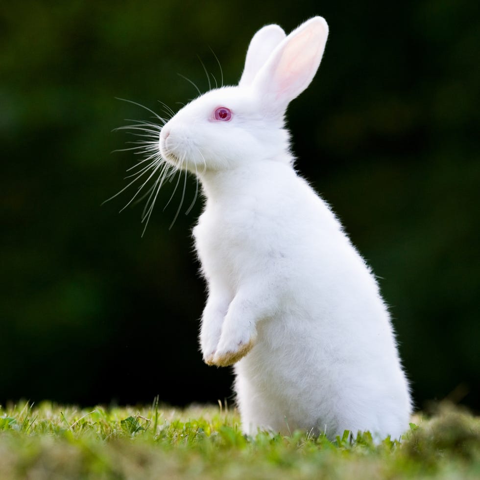 wniosek o ubieganie sie o zaopatrzenie w pieluchomajtki