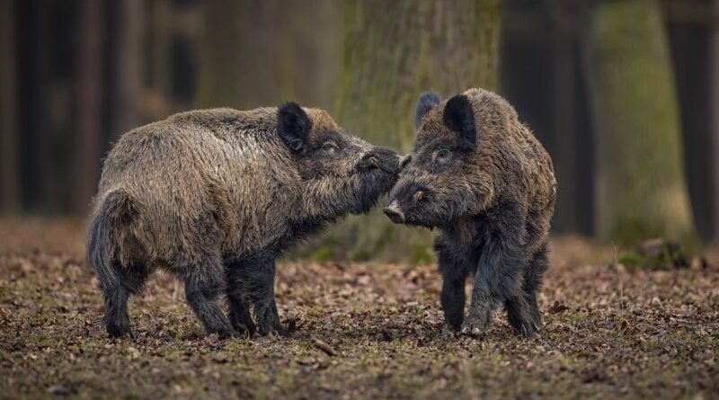 pieluchomajtki seni active medium swiat leku