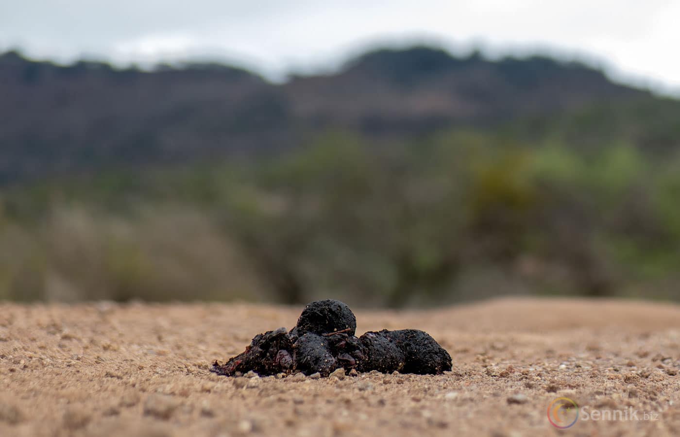 pieluchomajtki dorośli dyskrecja