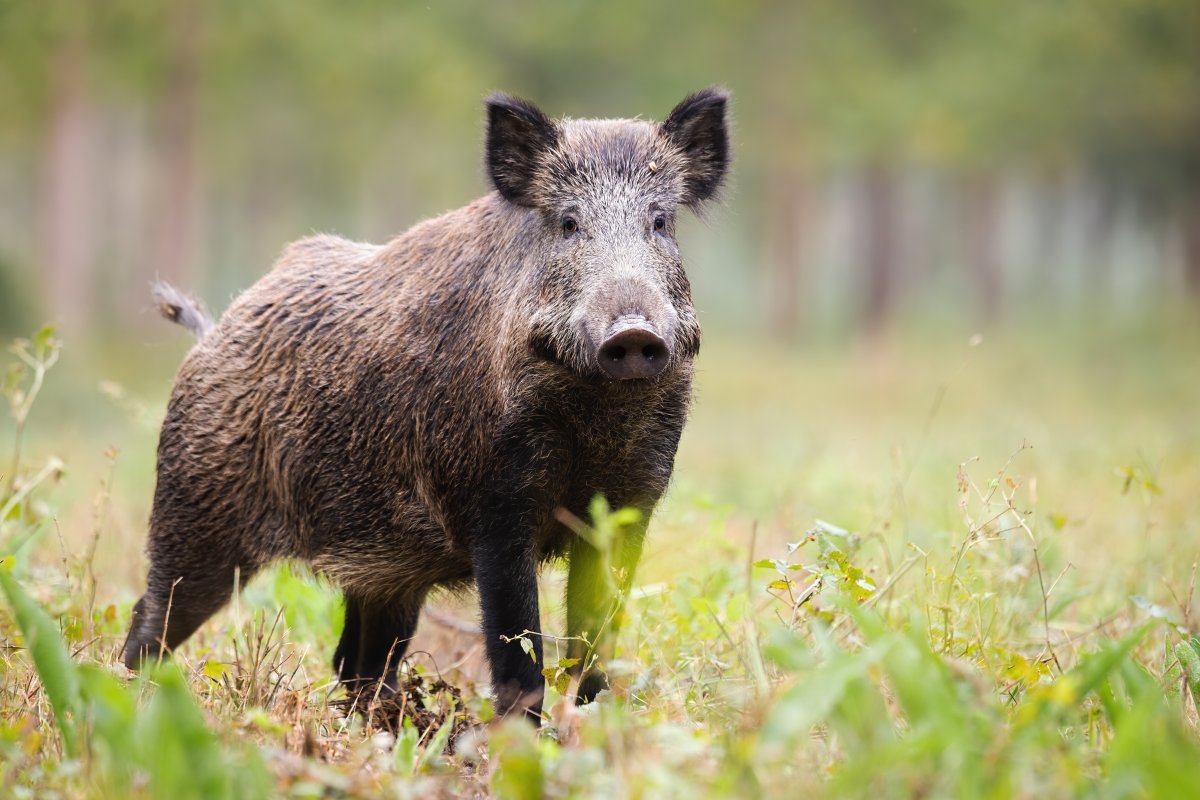 pieluchomajtki apteka zasady