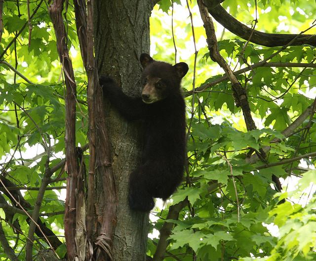 pieluchomajtki dla doroslych site doz.pl